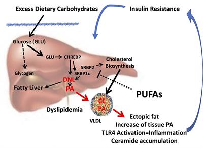 Impact of Dietary Palmitic Acid on Lipid Metabolism